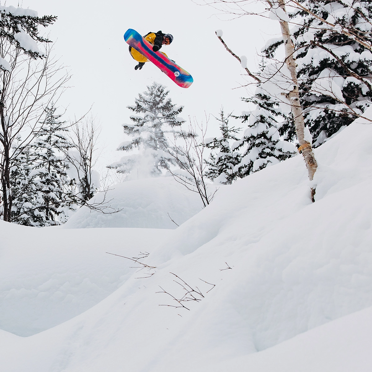 Family Tree Hometown Hero Camber